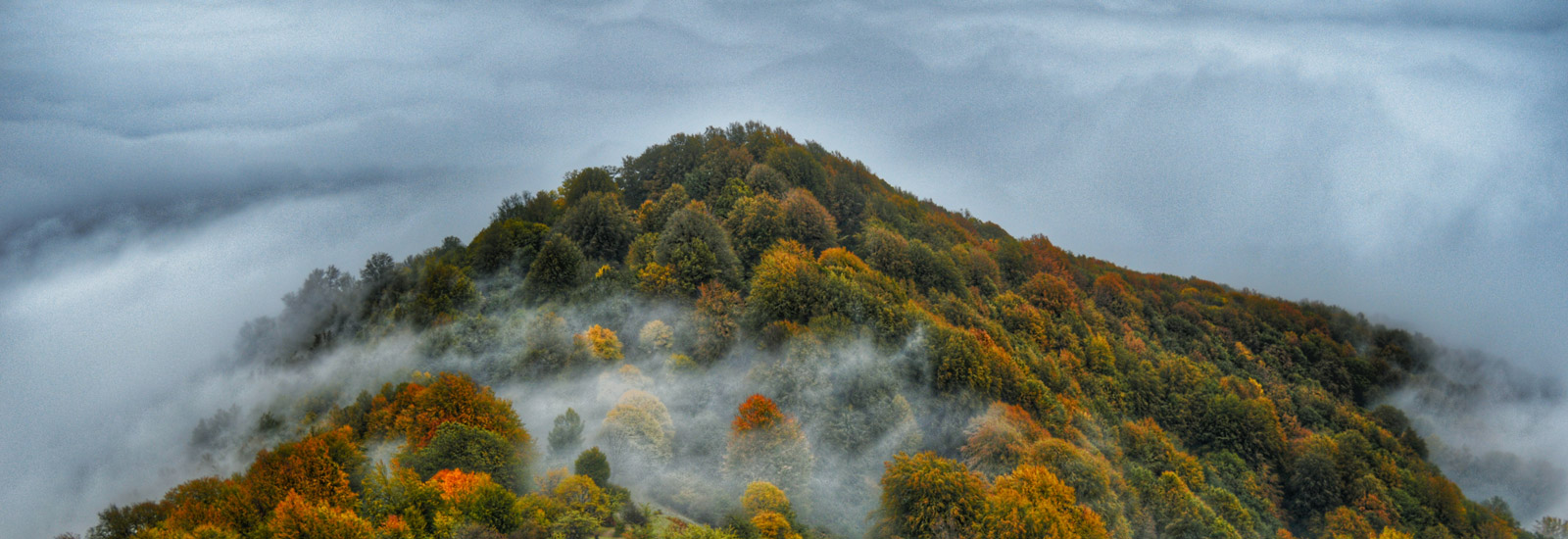 جنگل الیمستان